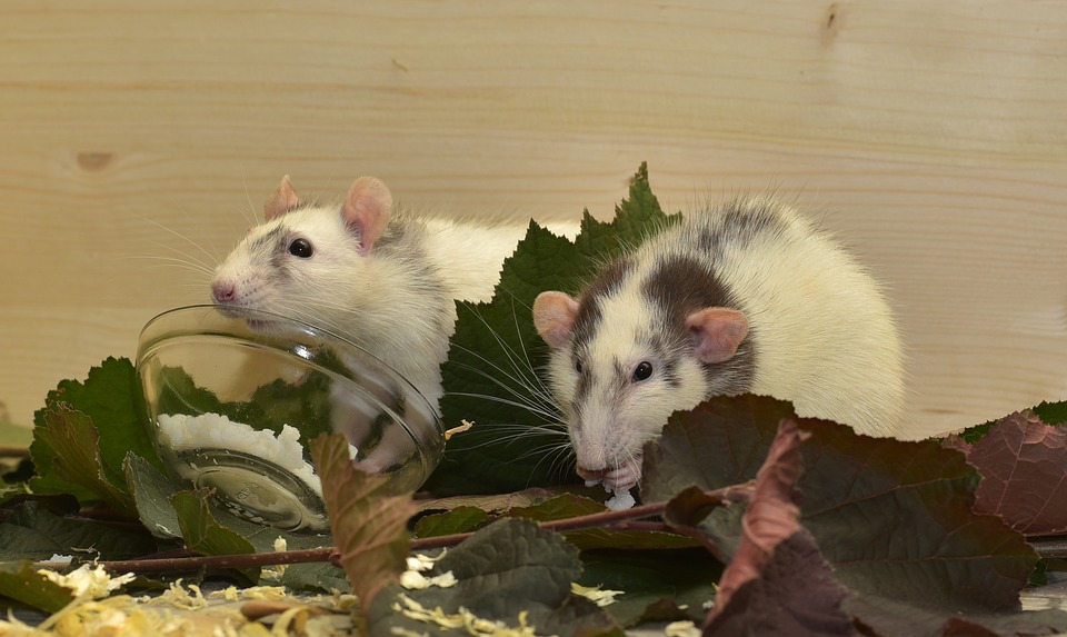 Comment lutter contre les rats et les souris? Image