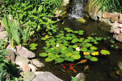 Je vijver helder maken Image