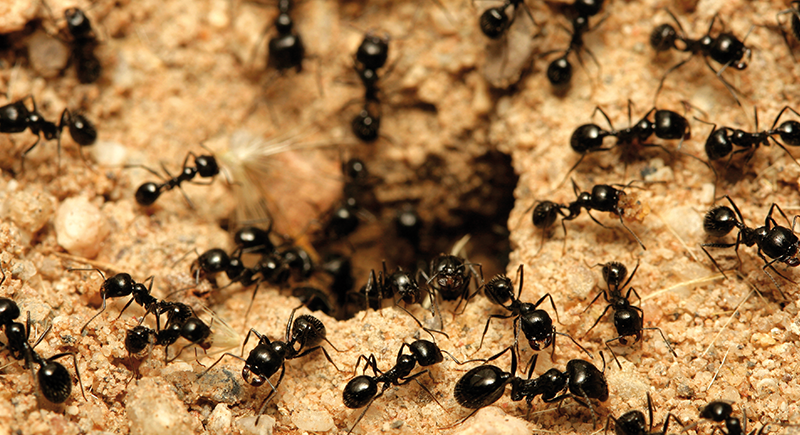 La lutte contre les fourmis Image