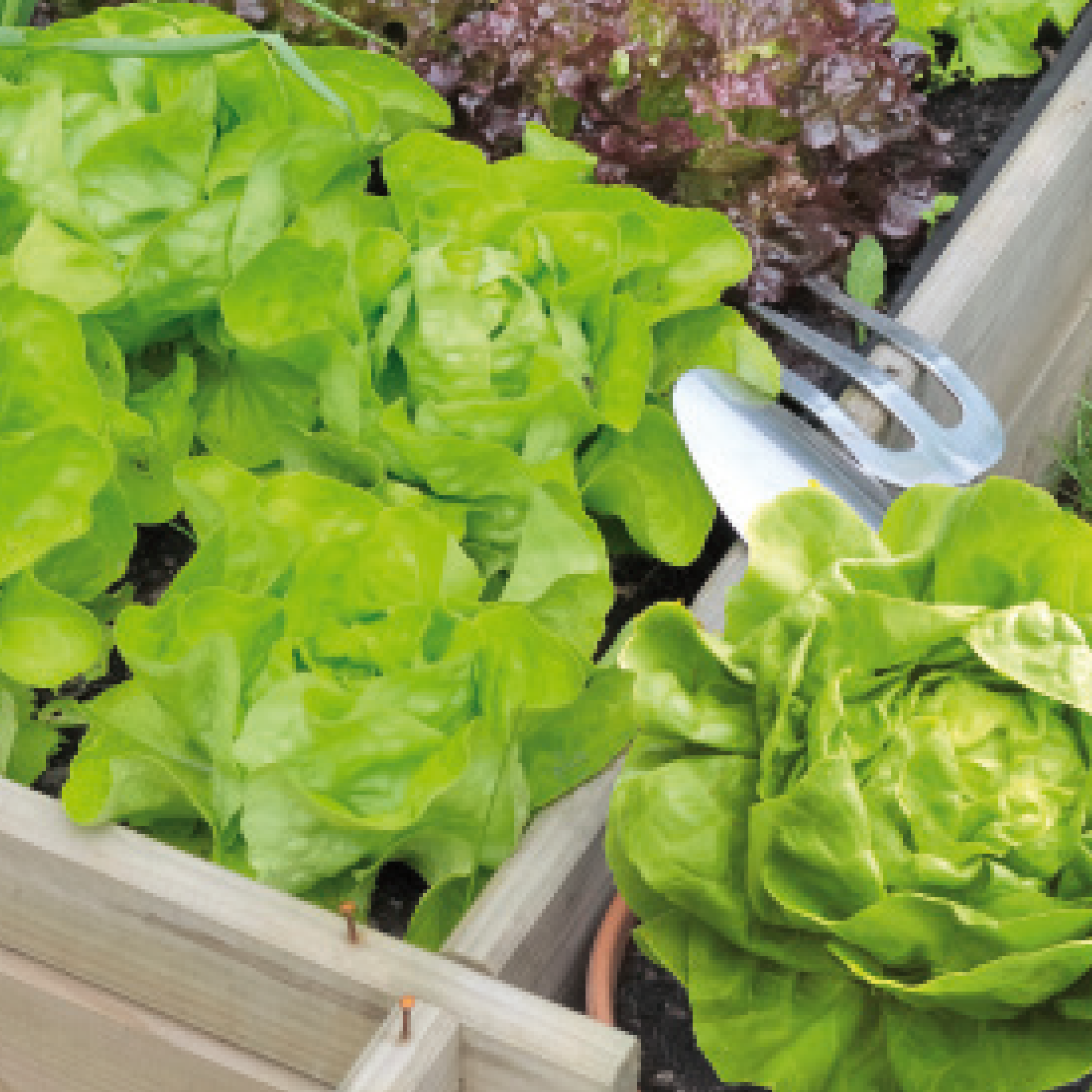 EcoShield | Bladinsecten Ecopur 10 ml image