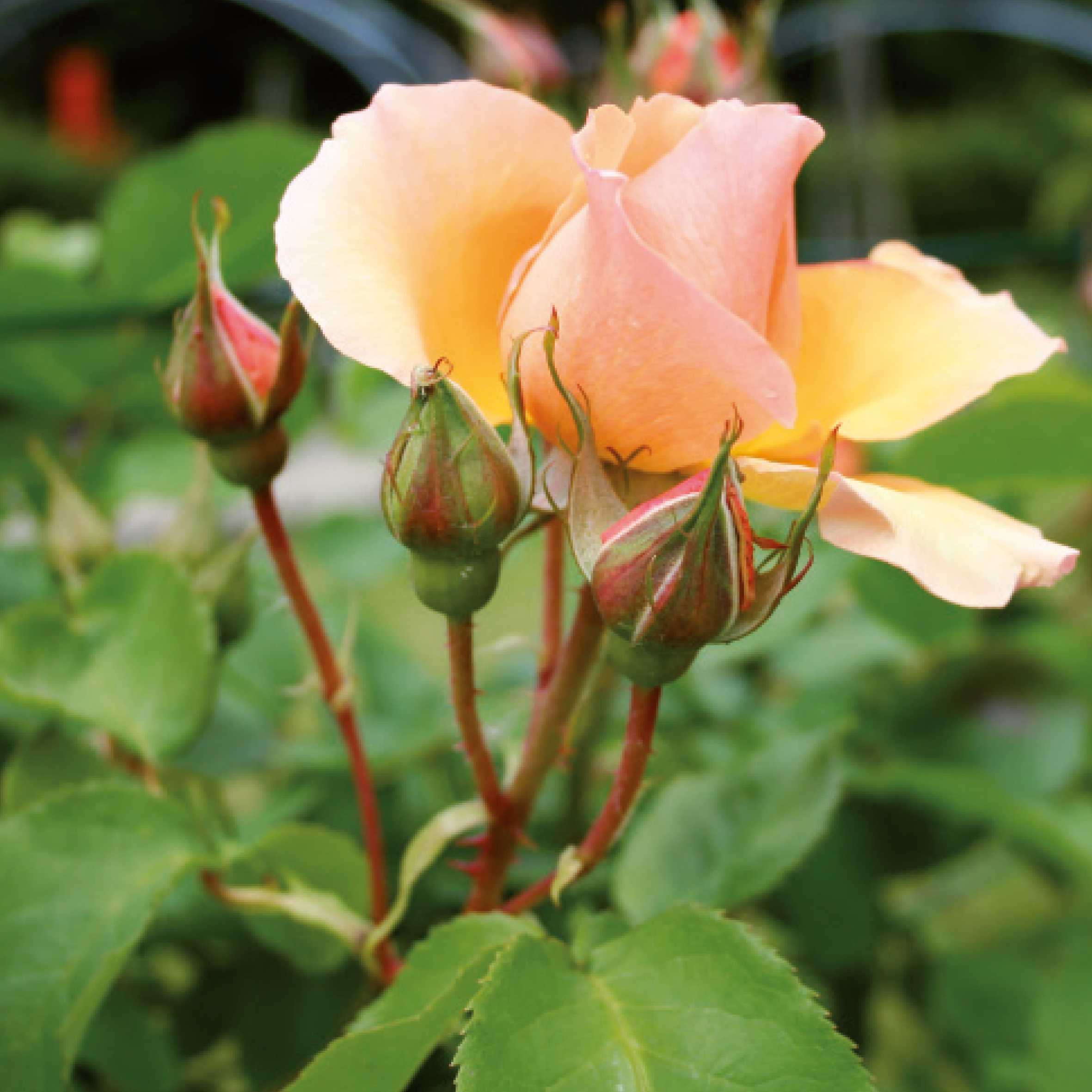 EcoShield | Bladinsecten Ecopur 10 ml image