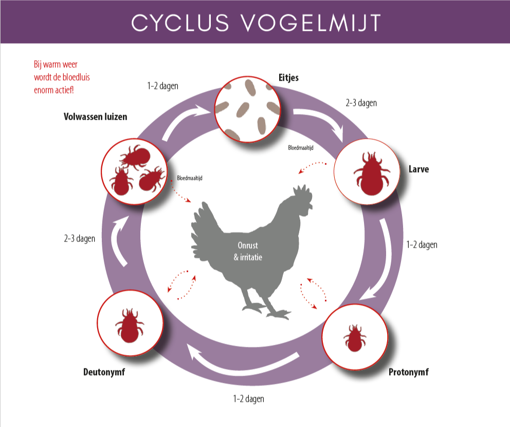 cyclus vogelmijt
