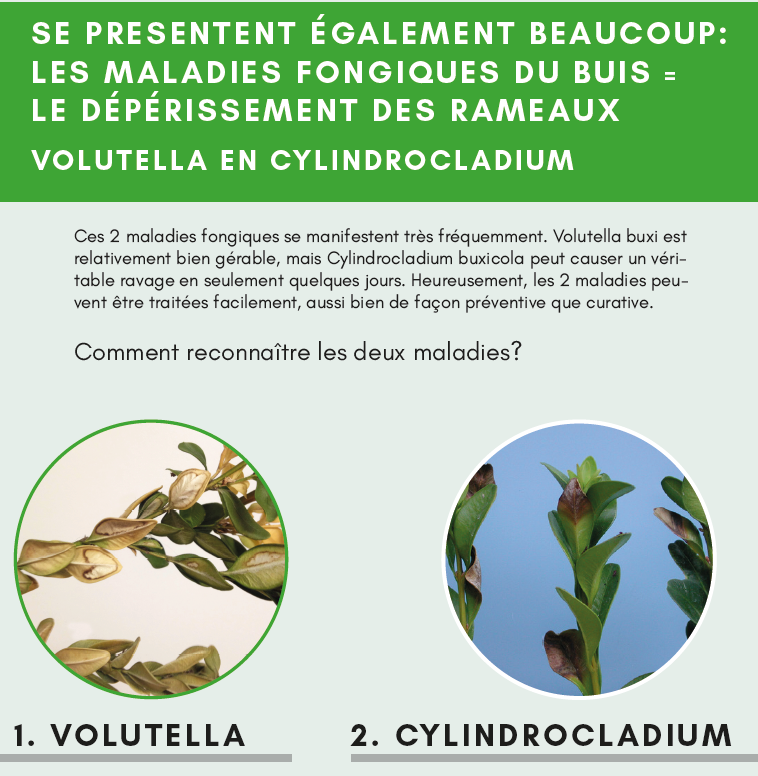 volutella et cylindrocladium
