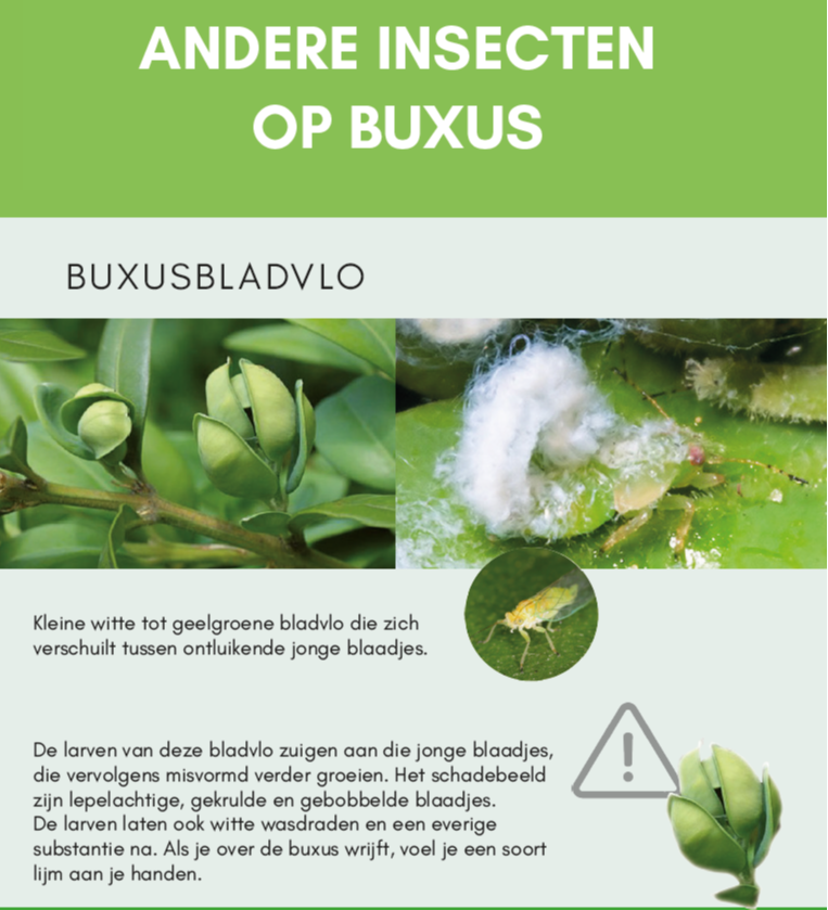 buxus bladvlo 1