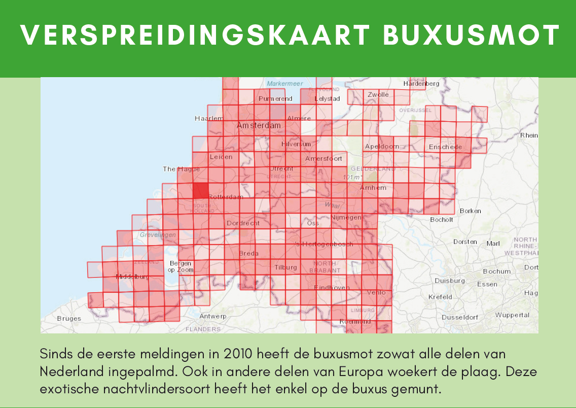 Verspreidingskaart buxusmot buxusrups Nederland